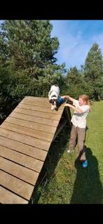 Hondje gezocht om mee te trainen, Ophalen of Verzenden