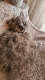 Britse langhaar kitten mag nest verlaten, Dieren en Toebehoren, Katten en Kittens | Raskatten | Langhaar, Kater, Ontwormd, 0 tot 2 jaar