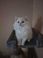 Ragdoll kittens, Meerdere dieren, Ontwormd, 0 tot 2 jaar