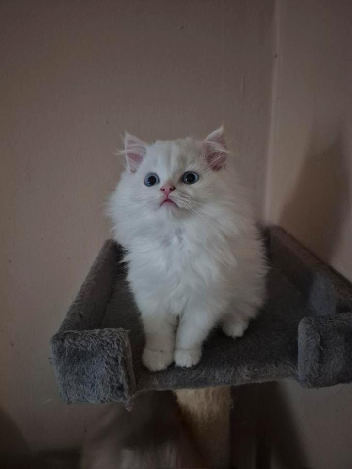 Ragdoll kittens, Dieren en Toebehoren, Katten en Kittens | Raskatten | Langhaar, Meerdere dieren, 0 tot 2 jaar, Ontwormd, Ingeënt