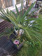 Practige Trachycarpus fortunei  palm winterhard, Ophalen, Overige soorten, Volle zon