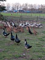 Te eende en ganzen, Meerdere dieren, Gans of Zwaan