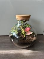 Planten terranium, Huis en Inrichting, Kamerplanten, Ophalen