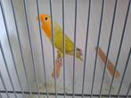 Roseicolli, Dieren en Toebehoren, Mannelijk, Dwergpapegaai of Agapornis