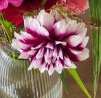 Prachtige Dahlia Knol voor een Kleurrijke Tuin, Ophalen of Verzenden, Volle zon