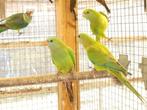 te koop een koppel barraband parkieten, Dieren en Toebehoren, Meerdere dieren, Parkiet