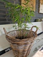 Decoratieve plant in pot - niet woekerend bamboe, Tuin en Terras, Planten | Tuinplanten, Ophalen