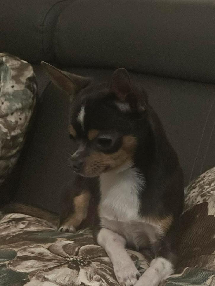 Chihuahua/Dekreu, Dieren en Toebehoren, Honden | Dekreuen, Reu, Particulier, Eén hond, Nederland, 1 tot 2 jaar, CDV (hondenziekte)