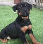 Schitterende Rottweiler pup Teefje  9 weken oud, Dieren en Toebehoren, Honden | Bulldogs, Pinschers en Molossers, Parvo, 8 tot 15 weken