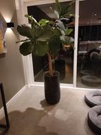 Ficus lyrata, vioolbladplant, tabaksplant in stalen bloembak, Ophalen, Ficus, In pot, 200 cm of meer