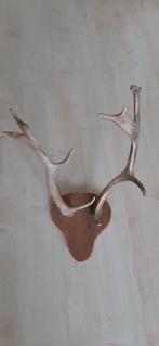Gewei damhert, Verzamelen, Dierenverzamelingen, Ophalen, Gebruikt, Hert, Gewei of Kop