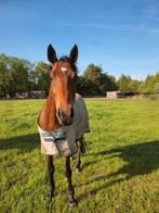 Lief recreatiepaard (9 jaar) zoekt leuk maatje, Dieren en Toebehoren, Pony's, Ruin, Zadelmak, 7 tot 10 jaar, Recreatiepony