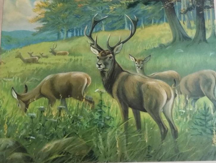 Hertebok met hindes. Gekaderd. Ca 1900/1930. 68/57 cm., Huis en Inrichting, Woonaccessoires | Kamerschermen, Zo goed als nieuw