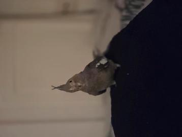 Valkparkiet popje beschikbaar voor biedingen