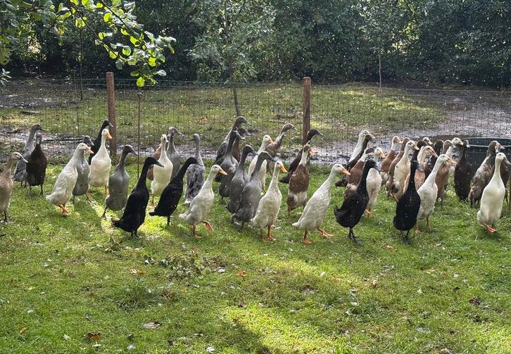 Vrouwlijke Indische Loopeenden beschikbaar, raszuiver, Dieren en Toebehoren, Pluimvee, Eend, Vrouwelijk