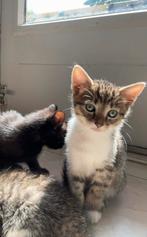 Kittens, Dieren en Toebehoren