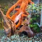 Astyanax mexicanus – Blinde Holenvis 2 stuks, Vis, Zoetwatervis