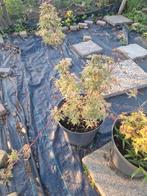 Acer palmatum, Tuin en Terras, Planten | Tuinplanten, Ophalen, Bloeit niet, Overige soorten