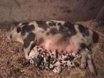Bonte Bentheimer biggen, Dieren en Toebehoren, Schapen, Geiten en Varkens, Meerdere dieren, Varken, 0 tot 2 jaar