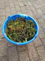 Zuurstofplanten voor de vijver - Emmer vol, Ophalen, Volle zon, Vaste plant, Zomer