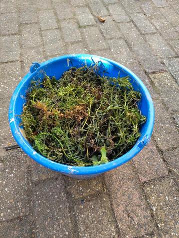 Zuurstofplanten voor de vijver - Emmer vol beschikbaar voor biedingen