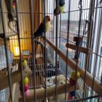 koppel agapornissen, Dieren en Toebehoren, Vogels | Parkieten en Papegaaien, Meerdere dieren, Dwergpapegaai of Agapornis, Geringd