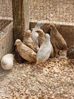Chinese dwergkwartels, Meerdere dieren