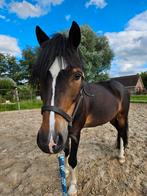Welsh A pony | ruin| kinderpony, Dieren en Toebehoren, Ruin, Met stamboom