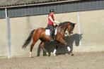 Kwpn merrie te koop, Dieren en Toebehoren, Paarden, Merrie, Dressuurpaard