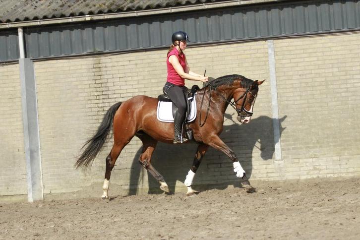 Kwpn merrie te koop, Dieren en Toebehoren, Paarden, Merrie, Dressuurpaard