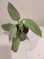 Philodendron hastatum, Huis en Inrichting, Kamerplanten, Overige soorten, Minder dan 100 cm, Ophalen of Verzenden, Halfschaduw