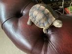 Schildpad hoog 6x13 cm   Kunsstof, Ophalen of Verzenden, Zo goed als nieuw, Dier