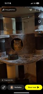 Opzoek na het juiste huisje voor Nala, Dieren en Toebehoren, Katten en Kittens | Dekkaters, 3 tot 5 jaar