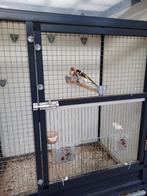 KOPPEL MAJOOR PUTTERS WILDKLEUR 2025, Dieren en Toebehoren, Vogels | Overige Vogels, Meerdere dieren, Wildzangvogel, Geringd