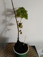 Zwarte Bes 🌿Ruil mij!!🌿, Ophalen, Eenjarig, Volle zon