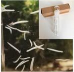 Planaria val, Dieren en Toebehoren, Ophalen of Verzenden, Zo goed als nieuw, Filter of Co2