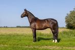 Knappe, lieve en talentvolle 4-jarige ruin, Gechipt, Ruin, Dressuurpaard, L