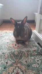 Jong konijn te koop 4 maanden oud, Dieren en Toebehoren, Konijnen, Meerdere dieren