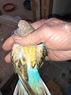 Bourke parkieten blauw selectie, Dieren en Toebehoren, Vogels | Parkieten en Papegaaien, Meerdere dieren, Parkiet, Geringd