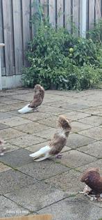 حمام للبيع, Dieren en Toebehoren, Vogels | Duiven