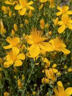 Hypericum perforatum – Sint-Janskruid, Bio, Overige soorten, Volle zon, Vaste plant, Ophalen of Verzenden