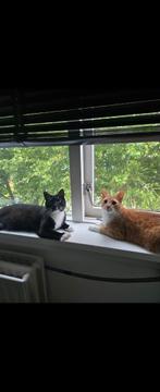 2 katers te koop, Dieren en Toebehoren, Katten en Kittens | Overige Katten, Kater, Kortharig, 0 tot 2 jaar