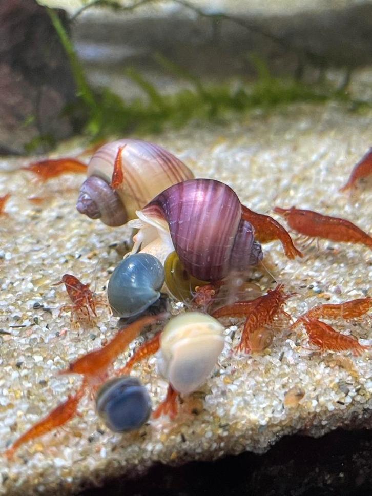 Appelslakken (jonge slakken) lees advertentie‼️, Dieren en Toebehoren, Vissen | Aquariumvissen, Zoetwatervis, Slak of Weekdier