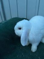 Twee konijnen met toebehoren, Dieren en Toebehoren, Konijnen, Meerdere dieren