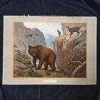 Schoolplaat Bewoners van de Karpaten – Koekkoek 1924, Ophalen of Verzenden, Natuur en Biologie