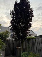 Paarse beuk boom, Tuin en Terras, Planten | Bomen, Ophalen, Overige soorten