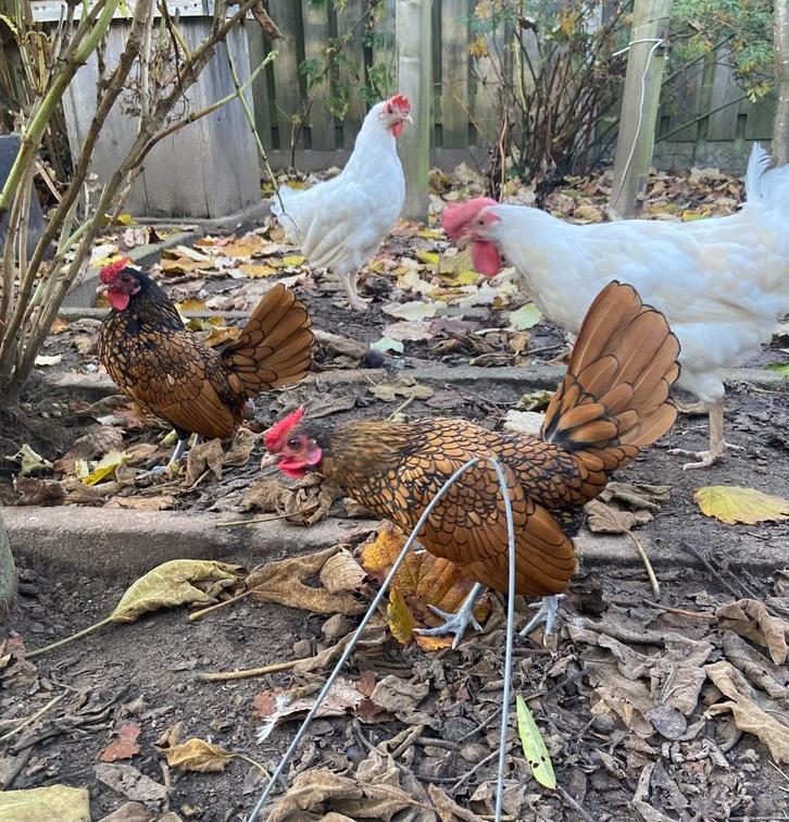 Prachtige kippen, Dieren en Toebehoren, Pluimvee, Kip, Meerdere dieren