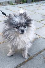 Pomeriaan Puppy Reu Merle, Particulier, Rabiës (hondsdolheid), 8 tot 15 weken, Buitenland