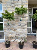 Ginkgo biloba Mariken, Tuin en Terras, Halfschaduw, 100 tot 250 cm, Zomer, Ophalen