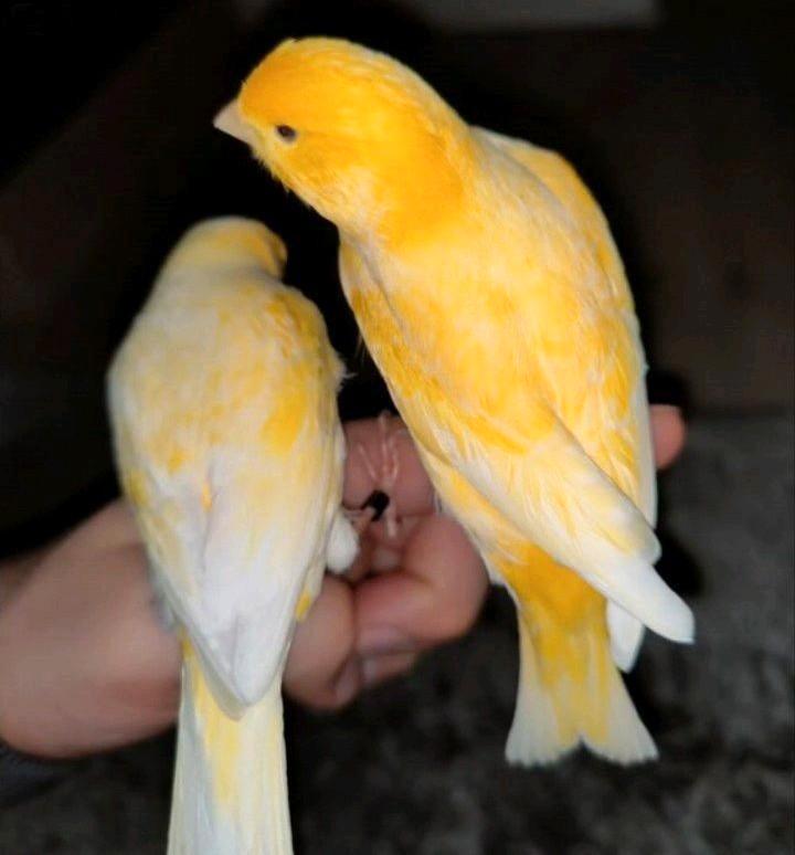 Tam vogels, Dieren en Toebehoren, Vogels | Overige Vogels, Meerdere dieren, Tam